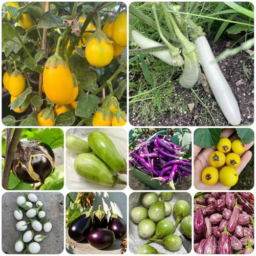Comprar y semillas de berenjena, raras berenjena jardín verdes interior variedades antiguas exóticas resistentes tradicionales 250pcs