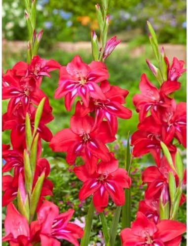 Lot de 5 Bulbes Glaïeul naine Robinetta - calibre 8/10 - La Main Verte