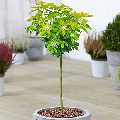 Choisya Sundance Tree | Potted Mexican Orange Blossom Evergreen Ornamental Plant | Trees for Small Gardens | Standard Stem Plants (70-80cm (Incl. Pot))