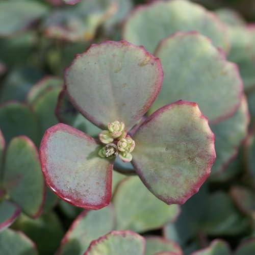 Pianta vera di Sedum sieboldii - Diametro Vaso Ø 10,5 cm