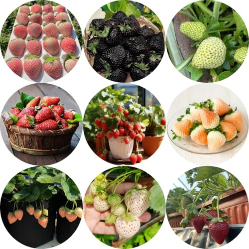 semi di fragola biologici Semi di da balcone resistenti fragole appese da giardino roccioso con giardino perenni resistenti 700semi