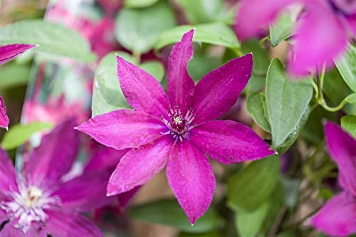 Clematis Hybride 'Ernest Markham' 40–60 cm – Winterhart, Mehrjährig, Pflegeleicht – Waldrebe – Kletterpflanze für Pergola & Rankhilfe