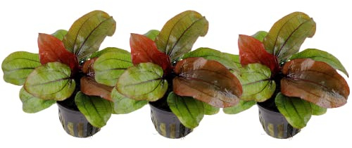 AquaOne Akvarieväxt 3 stycken Echinodorus Reni röd I vattenväxt akvarieväxt rosett helt rotad lätt att rengöra Aquascaping dekoration