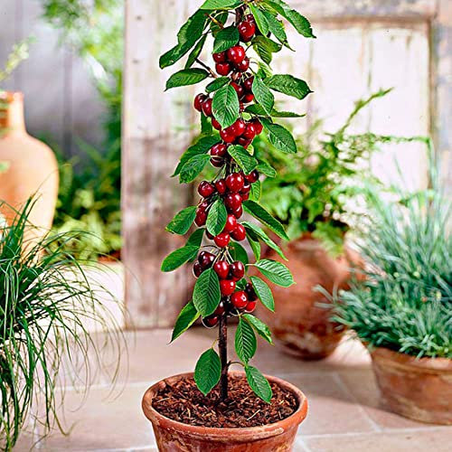 Arbre fruitier Colonnaire Cerisiser - 80/100 cm de hauteur - Pour pots et pleine terre - Idéal pour Balcon, terrasse, Petit Jardin