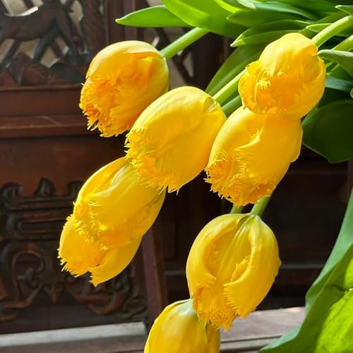Bulbi di tulipano rialzata di primaverili resistenti per giardini rocciosi varietà antiche biologiche rare giardino giardino arredamento del 7pcs