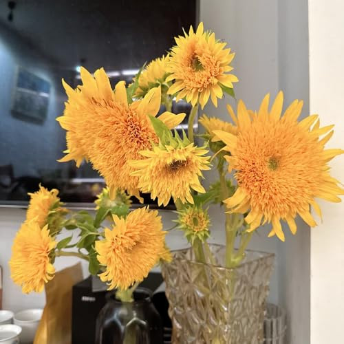 semillas de girasol perennes resistentes - jardín balcón 200pcs