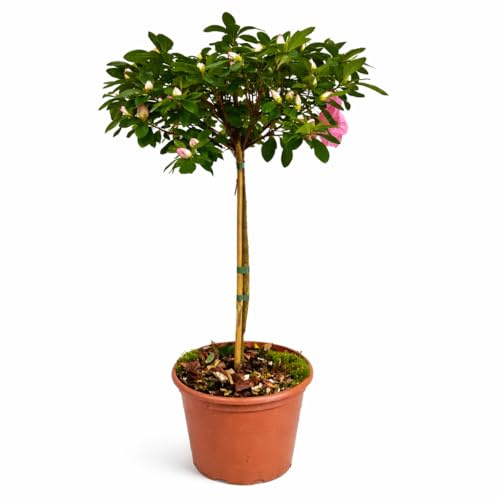 Azalea da Esterno ad Alberello in Vaso 20 | Pianta Acidofila Sempreverde Alta 100-110 cm | Fioritura Primaverile | Prodotta in Italia (Lara)