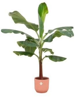 Bananier Musa avec pot Vibes Fold Round Rose Ø 22 cm 120 cm