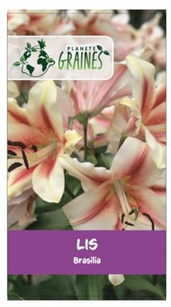 10 bulbes lis brasilia rose - lys