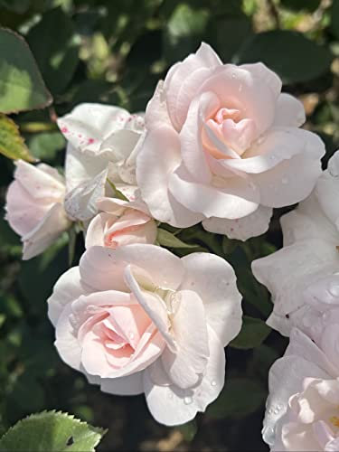 'Special Child' Potted Rose - Beautiful White & Blush Pink Blooms - Floribunda Rose - Lovely Gift Idea - 4 Litre Pot
