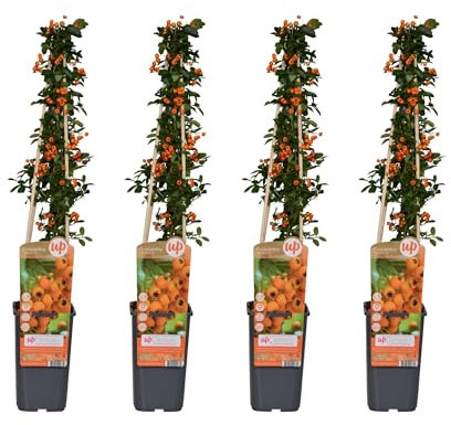 Feuerdorn - Pyracantha 'Soleil d'Or' - ↨65cm - Ø15cm - 4 Stück