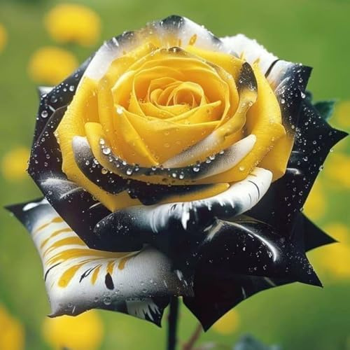 Rosen Zwiebeln, Seltene Pflanze, MysteriöSe Magische GlüHbirne, Winterharte Pflanzen, MehrjäHrige Qualitätspflanzen, Garten Pflanzen,-1zwiebeln-B