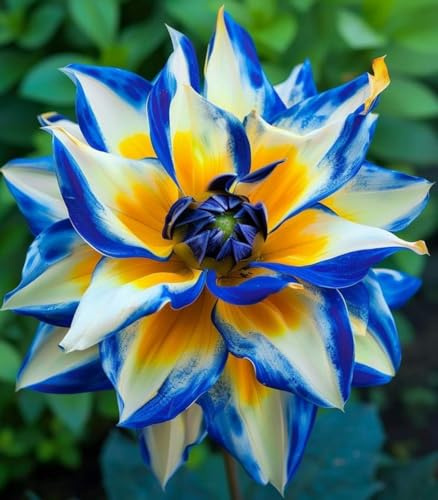 Dalias bulbos.Perenne, ideal para embellecer el paisaje. Hojas altas y grandes. Tolera el frío.（NVNJHJN）.-10 bulbos-D