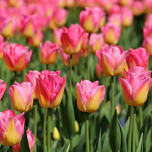 Bulbi di tulipano perenni resistenti - giardino per balconi, appartamento, 6pcs