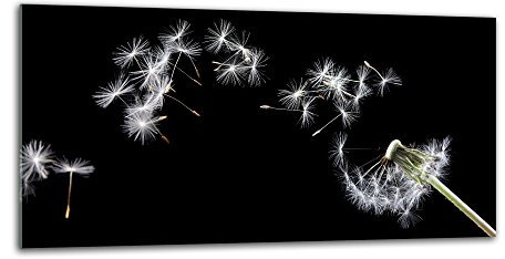 decorwelt Küchenrückwand Spritzschutz aus Glas 80x40 cm Wandschutz Herd Spüle Küchenspritzschutz Fliesenschutz Fliesenspiegel Küche Dekoglas Pusteblume Weiß-Schwarz