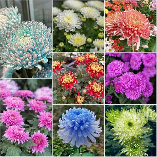 chrysanthemen winterhart - sommerblumen zimmerpflanze wiesenblumen garten blumendeko winterharte stauden frühlingsblumen winterharte für garten 15samen