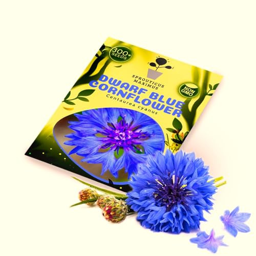 Seeds Dwarf Blue Cornflower 300+ Seeds to Grow Bachelor’s Button Heirloom Annual Pollinator-Friendly Flower Plant in Spring or in Mild Zones 6-13 in Fall