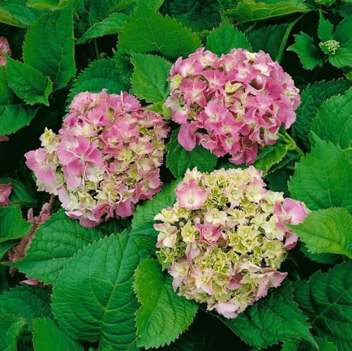Hydrangea macrophylla 'Deutschland' 60–80 cm – Winterhart, Mehrjährig, Pflegeleicht – Bauernhortensie – Blütenstrauch für Garten & Kübel