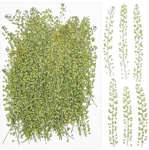 Cayway 100 Pz Naturales Flores Prensadas Secas, Naturales Flor Prensada, Hojas Prensadas Secas Naturale para Resina Scrapbooking, Joyería de Resina Epoxi