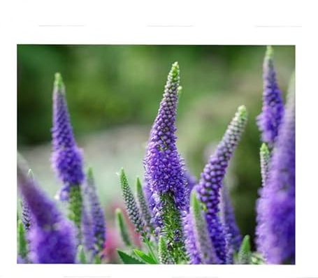 Sachet de graines de Véronique vivace en épi à fleur bleue - 0,5 g - fleur vivace - LES GRAINES BOCQUET