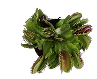 DECOALIVE Planta Natural Carnívora Interior y Exterior Venus Atrapamoscas