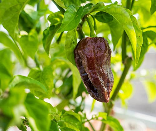 Pepper Joe's Abyss Chocolate Pepper Seeds – Pack of 10+ Super Hot Chili Seeds – USA Grown – Rare Pepper Seeds