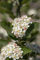 Aronia arbutifolia 'Brilliant' 60-80 cm - Rote Apfelbeere, weiße Blüten, Blütezeit Mai, leuchtend rote Herbstfärbung, ideal für Hecken, bienenfreundlich, winterhart