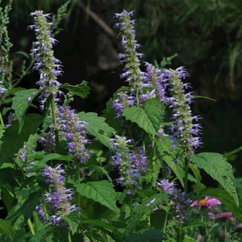 Semillas de ortiga fragante, semillas de Agastache foeniculum, variedades antiguas semillas de jardín 250pcs