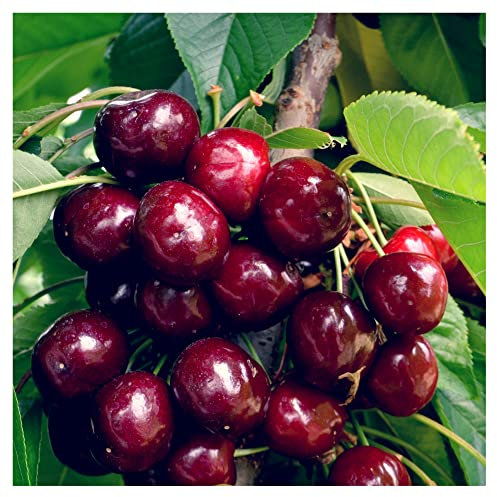 'Van' Cherry Tree 4-5ft Large, Dark Red, Sweet & Juicy Cherries 3fatpigs®
