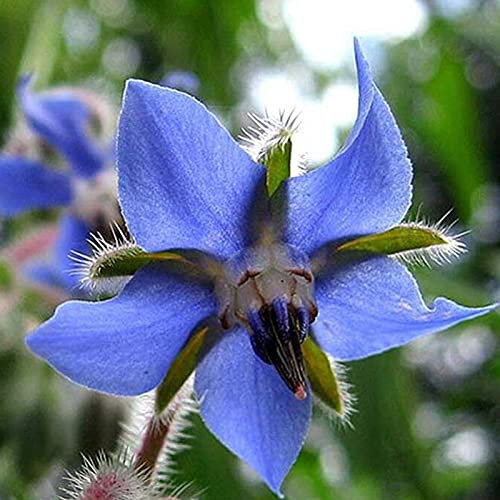 MiTaiyau 150 Pièces/Sac Graines De Bourrache Printemps Comestible Semi-persistant Moyen Arrosage Graines De Jardin pour La Maison Facile à Cultiver des Graines Graines de bourrache