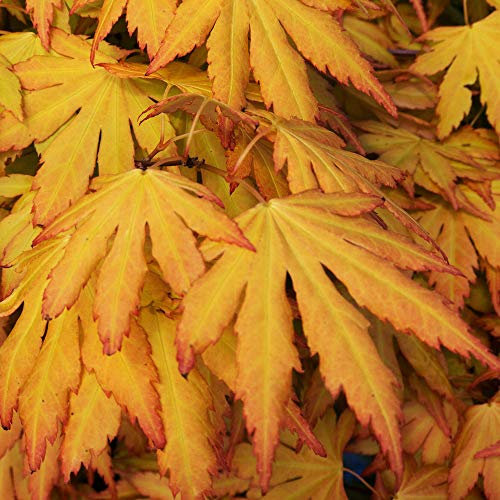 Acer palmatum 'Orange Dream' | Japanese Maple Deciduous Potted Trees for Small Gardens | Premium Bushy Plant Shrub Tree in Pot (20-40cm (Incl. Pot))