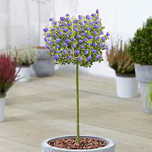 Ceanothus Puget Tree | Getopfter Kalifornischer Flieder Immergrüne Zierbäume | Standard Stamm Lollipop Baum | Gartenpflanzen im Freien (70-80cm (inkl. Topf))
