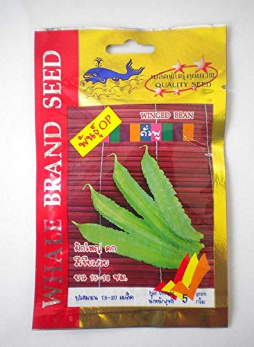 : Juego de semillas de col rizada china y semillas de frijol alado (Tour-Plu Bean)
