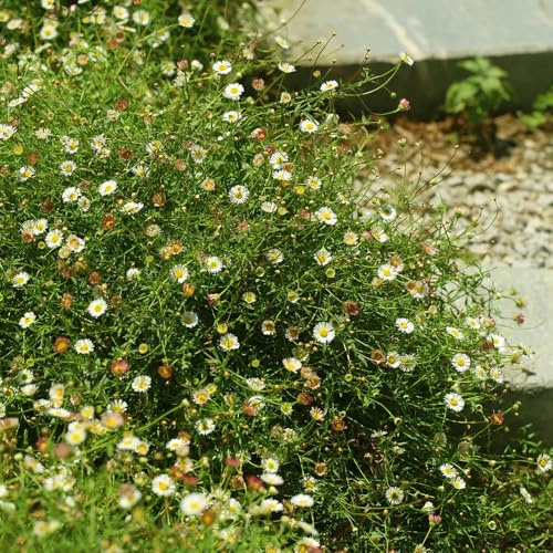 Semi di margherita spagnola, Erigeron karvinskiano, regali per gli amanti del giardino semi di selvatici 200pcs
