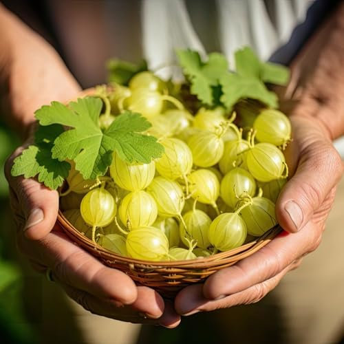 johannisbeeren pflanzen samen - seltene pflanzen johannisbeerstrauch stachelbeeren pflanzen winterharte stauden obstbäume deko pflanzen bio saatgut säulenobst balkonpflanzen pflanzen 100pcs