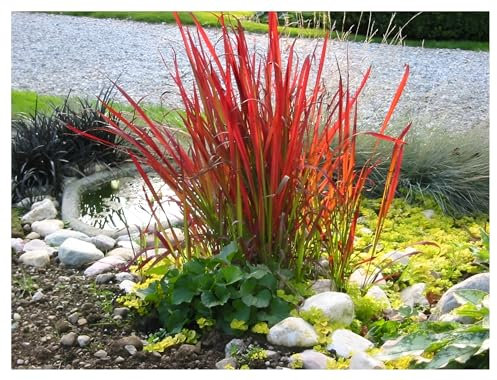 5 x Imperata cylindrica 'Red Baron' im 1 Liter Topf (Ziergras/Gräser/Winterhart/Mehrjährig) Japanisches Blutgras - tolle Rotfärbung bis zum ersten Frost - super für Balkon & Kübel - von Stauden Gänge