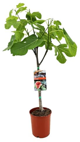 Ficus carica - 70-80cm - Ø17cm - Plante de jardin