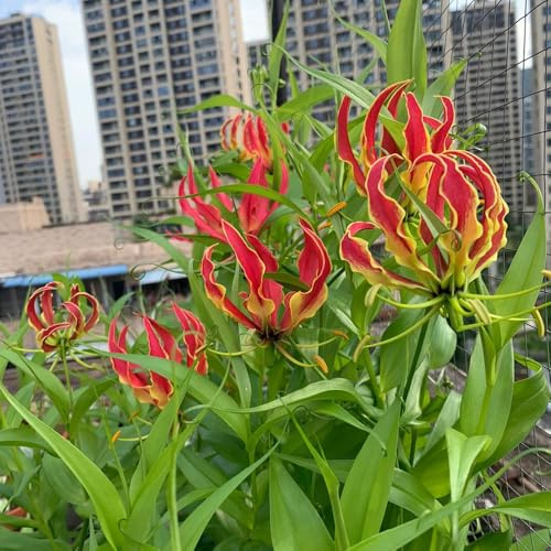 Bulbi di giglio di fiamma, bulbi precoce Gloriosa superba, primaverile rampicanti rustiche crescita rapida 8pcs