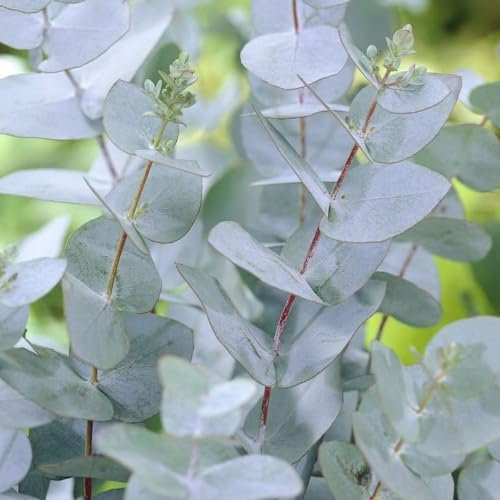 Plant Theory Tree Cider Gum Eucalyptus Gunnii Shrub Plant 2L Pot
