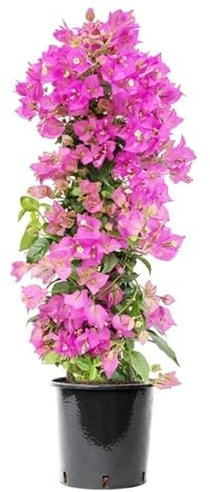 Bougainvillea Natural Planta Tapizante con Bellas Flores Ideal para la Casa