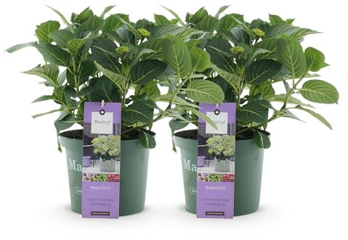 GreenboutiQ - Plante de terrasse - Hortensia - Hydrangea Magical Jewel Blue - Bleu - 6-10 Fleurs - 2 Plantes - Pot 23cm Hauteur 55cm