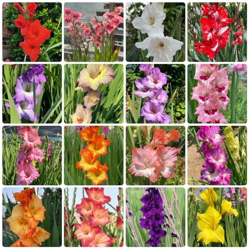 10 Pcs Gladiolen Zwiebeln Winterhart Mehrjährig - Blumenzwiebeln Mehrjährig Winterhart, Frühlingsblumen Gladiolus Blumen Zwiebeln, Winterharte Kübelpflanzen, Blumen Für Balkon Garten