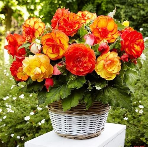 RAISE ME UP: Seeds Large Leaf Wax Begonia Mix Annual Beautiful Flowers