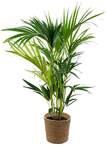 Bloomique - Howea Forsteriana - Palmier Kentia - Plante d’intérieur - Dépolluante - Sans danger pour les animaux - 80-100 cm de haut - Panier en jonc de mer 19 cm