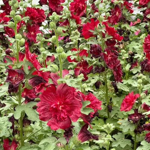 semi di malvarosa perenne - malvarosa, balcone, regali da giardino per le donne le di comprano, decorativi, 500pcs