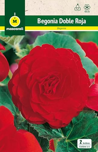 Mascarell Semillas, BEGONIA DOBLE ROJA, Semillas Bulbosas, Bulbos de Flores Primavera Fácil de Cultivar, Bolsa 2 Bulbos