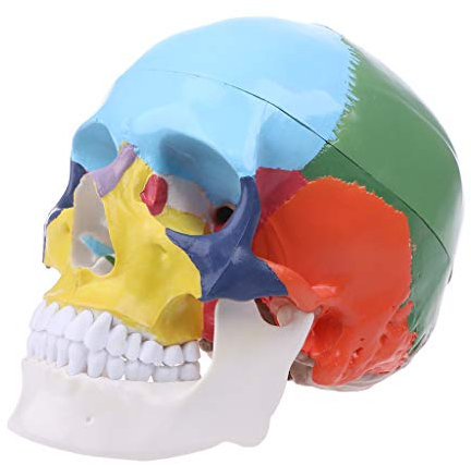 Riiichflowshop Modelo De Cráneo Humano Colorido De Tamaño Natural Anatomía Anatómica Enseñanza Médica Skeleto PVC
