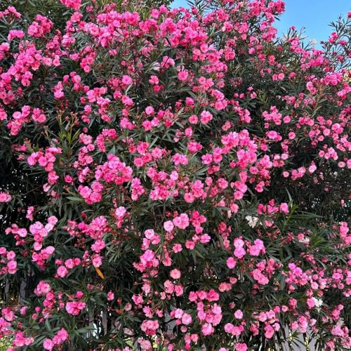 oleander winterhart - samen pflanzenkübel - Seltene pflanzen serie - winterharte pflanzen für garten winterfeste pflanzen für kübel kübelpflanzen winterhart frühlingsblumen 25pcs