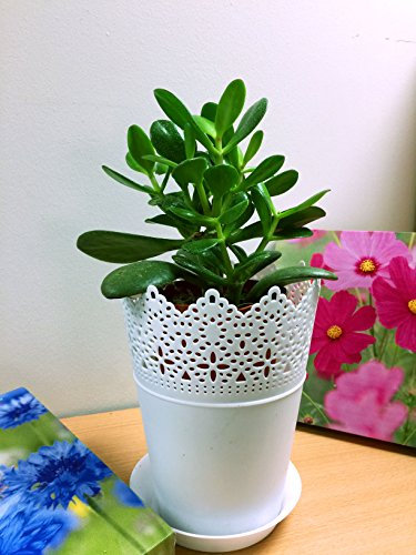 1 Pianta Easy Plants® Pianta di giada / Lucky Money Plant @ Vaso e Piattino Bianco Floreale