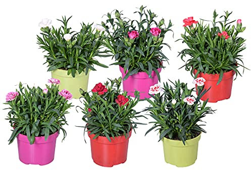 6x Mélange Dianthus - Oeillet - Plante annuelle - Mélange de couleurs - ⌀10,5 cm - 10-15 cm